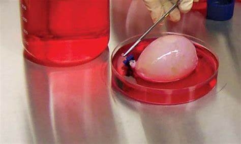 3D printers could make organs