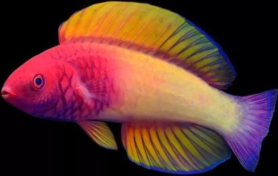 Colourful Fish Species Hiding In Maldivian Coral Reefs  @the topmost