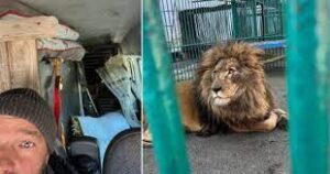 lion come at airport from ukraine