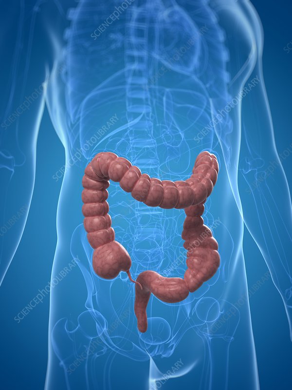 SYMPTOMS OF COLON CANCER