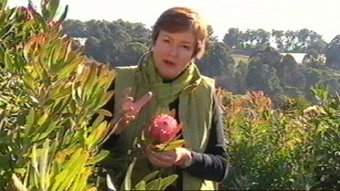 a women plant flower tree at keev in war situation