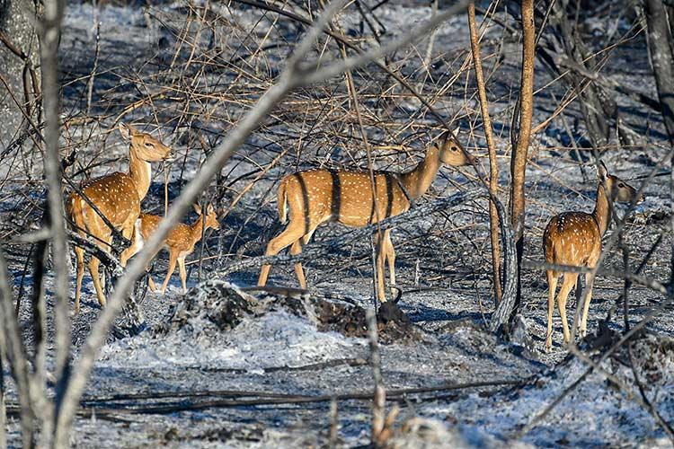 The report on worlds biggest dangerous forest fire