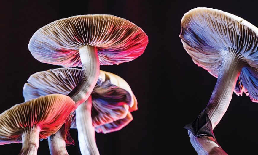 mushrooms can talk to each other