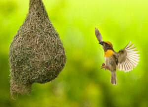 Nature's architecture Baya bird .