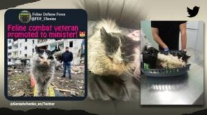 Ukraine government adopt a cat from war