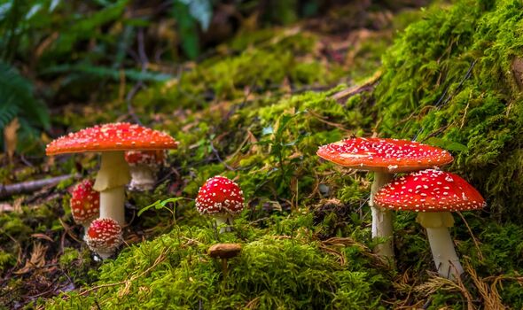 mushrooms can talk to each other