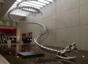 50 feet snake skeleton