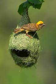 Nature's architecture Baya bird .