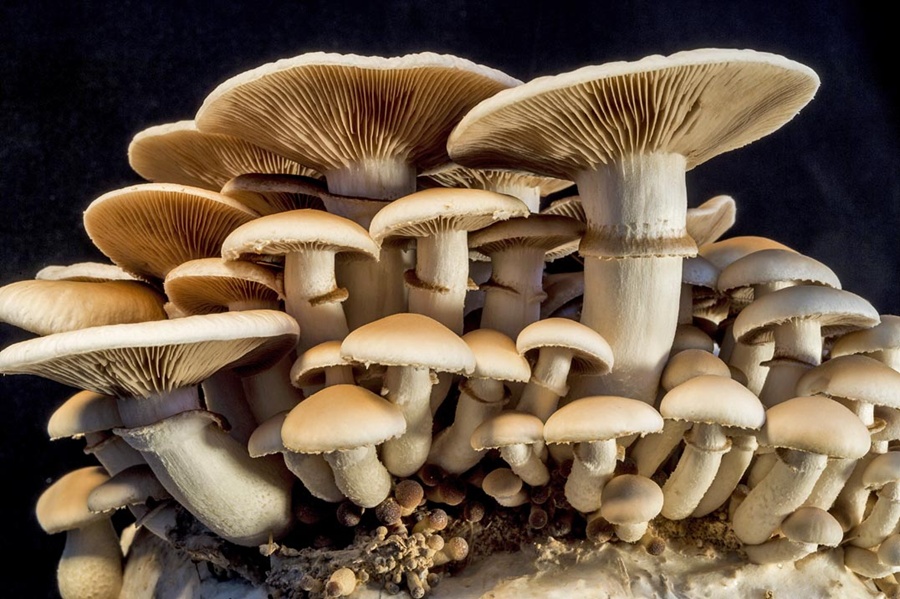 mushrooms can talk to each other