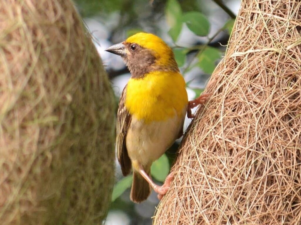 Nature's architecture Baya bird .