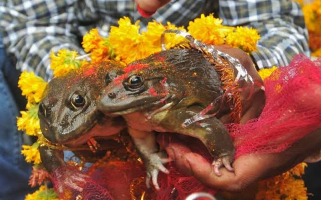 Frog marriage