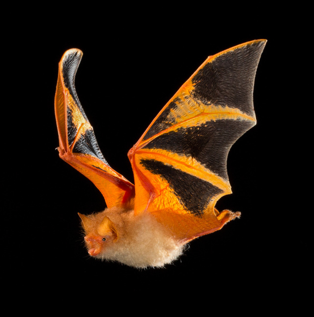 orange bat bird