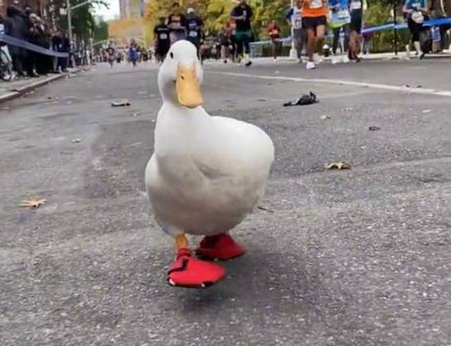 marathon duck