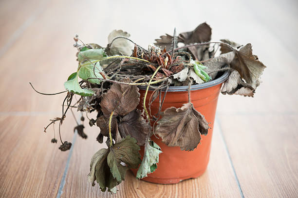 faded strawberry plant