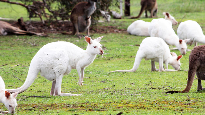 white kangaroo