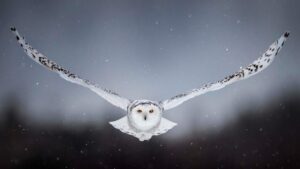 Flying canadian snowy owl. Quebec. Canada. North America