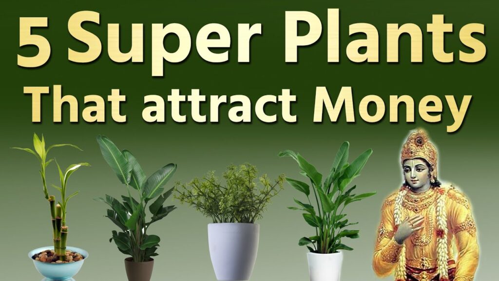 This plant will bring wealth