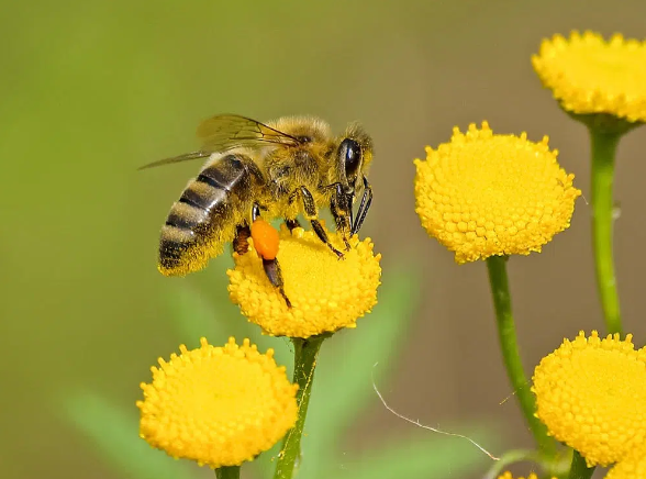 World Bee Day